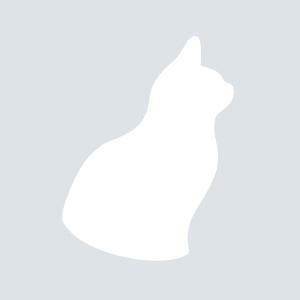 Ural Rex Longhair cat breed photo